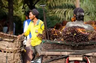 Tak Kuat Nanjak, Harga TBS Jambi Merosot Lagi