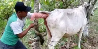 Petani Sawit Bisa Manfaatkan Inseminasi Buatan untuk Tingkatkan Populasi Ternak