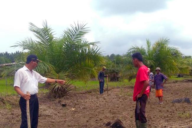 Perkembangan Mutakhir Industri Sawit Indonesia: Berkontribusi Meningkatkan Ketahanan Pangan