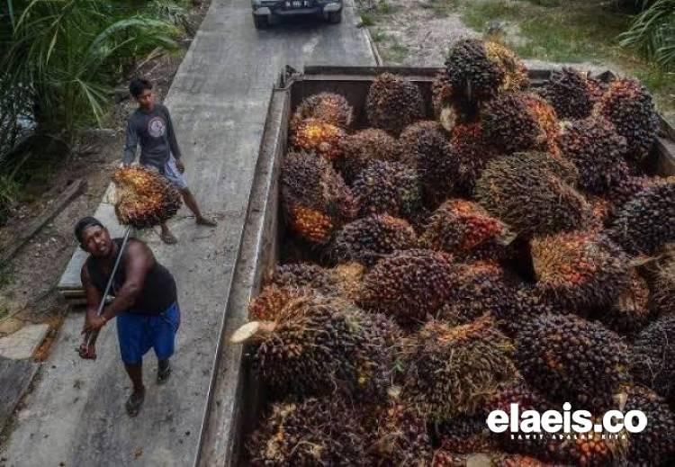 Harga TBS Sawit Riau Masih yang Tertinggi Pekan Ini, Sumbar Membuntuti