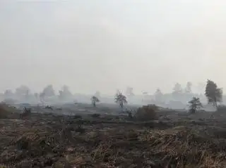 PK Ditolak MA, KLHK Segera Eksekusi Vonis PT Kaswari Unggul