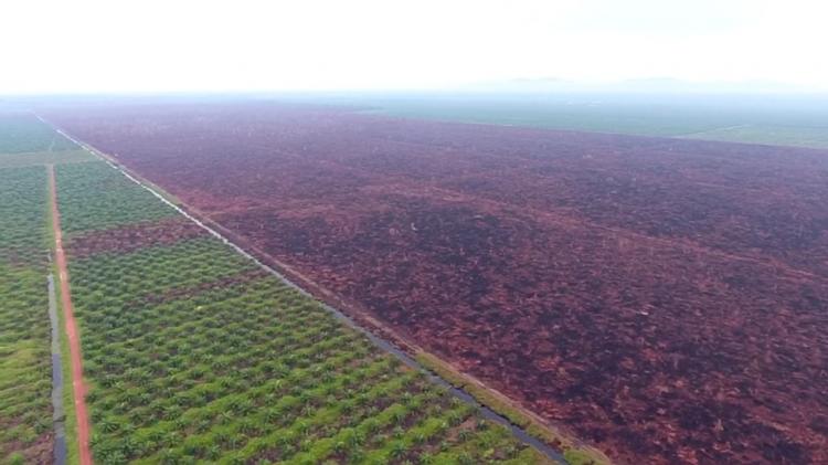 Progres Pemutihan Sawit dalam Kawasan Hutan Bikin Penasaran, KLHK Didesak Transparan