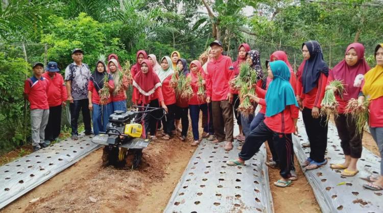 Kaum Ibu di Giri Mulya Sukses Tanam Bawang Merah di Musim Kemarau