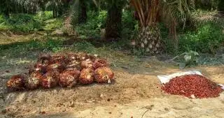 Harga Rata-rata TBS Jambi dan Turunannya Kompak Naik, Kecuali Inti Sawit