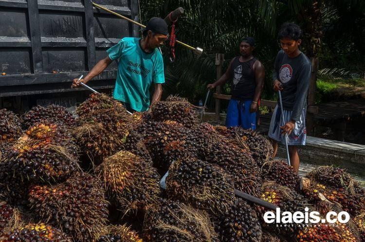 Sepanjang November, Harga Sawit di Babel Rp2.183/kg