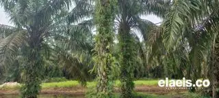 Kawasan Hutan Bukan Jadi Persoalan PSR di Kalbar