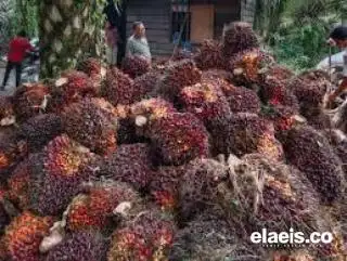 Apkasindo: Rata-rata Harga TBS Sawit Swadaya di PKS Segini, Provinsi Riau yang Tertinggi