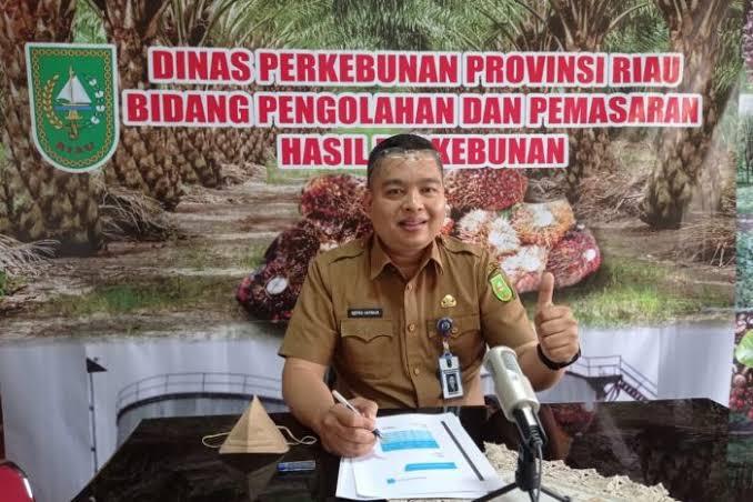 Naik Tipis, Pekan Ini TBS Sawit Plasma Riau Dibanderol Rp 2.631,36/Kg