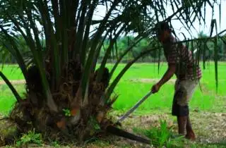 Hasil ST2023, Jumlah Usaha Pertanian di Provinsi Aceh Naik 3,99 Persen