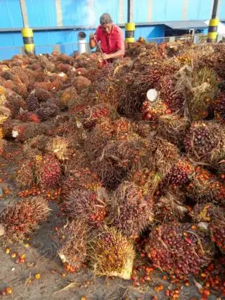 Dua Grup Raksasa Ini Diduga Abaikan Harga Disbun dalam Pembelian TBS Petani