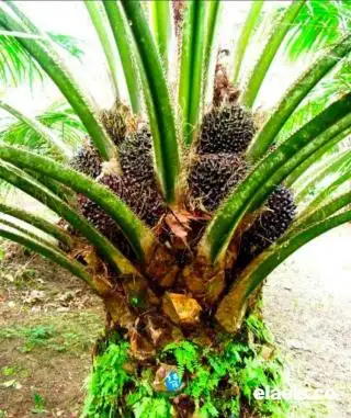 Punya Sejumlah Keunggulan, Varitas Sawit Lonsum Mulai Digemari Petani di  Bengkulu