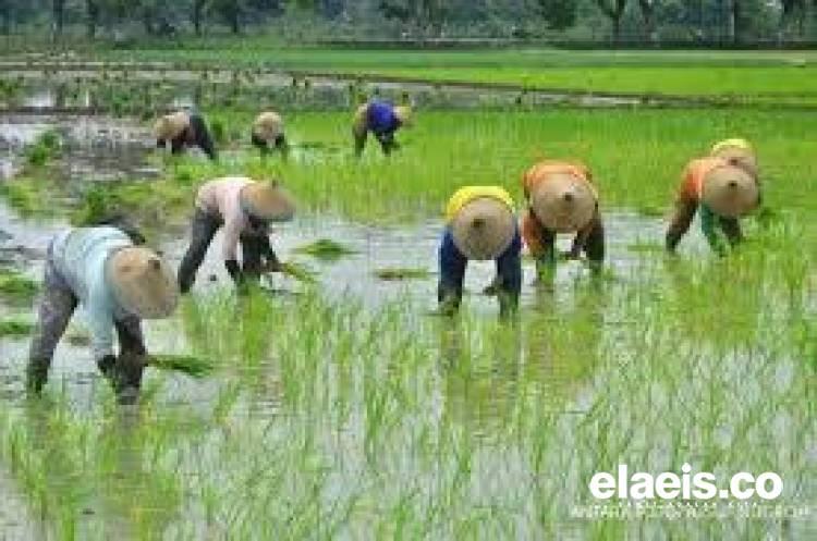 Bupati Bengkulu Utara Menganjurkan Petani Sawit Menanam Padi, Petani Mencemaskan Peralihan Tanaman