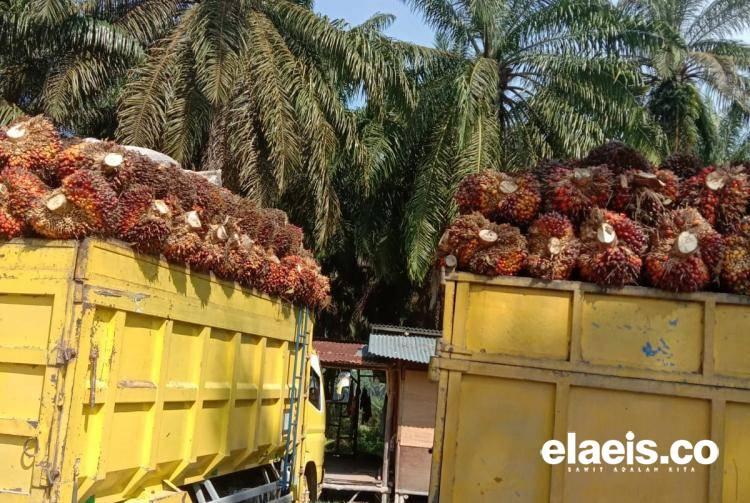 Menakar Ulang Produksi Minyak Sawit