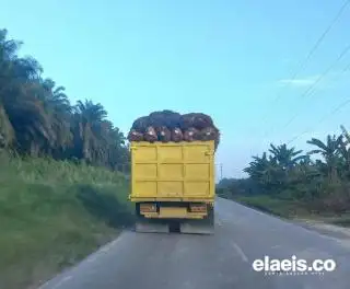 Petani Tunggu Capres-Cawapres Bahas soal Sawit