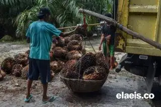 Naik Rp124,65/Kg, Harga TBS Sawit Mitra Swadaya di Riau Dekati Plasma