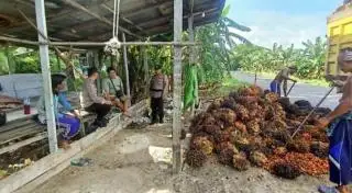Tahun ini Jatah DBH Sawit Kotim Berkurang Hampir Rp 5,5 Miliar