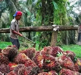 Pekan Lalu, Sumbar Jadi Jawara, Disusul Sumut dan Riau
