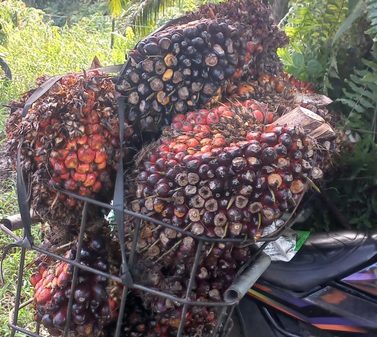 Harga Jual CPO Dua Perusahaan Jadi Penentu Harga TBS Sawit Mitra Swadaya di Riau