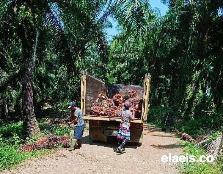 Bah, Harga Sawit di Sumut Turun Pula Pekan Ini!