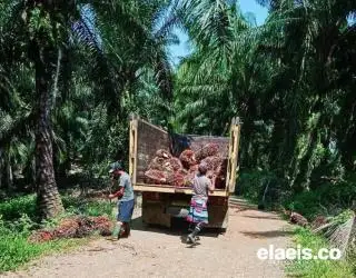 Bah, Harga Sawit di Sumut Turun Pula Pekan Ini!