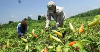 NTP Riau Januari 2024 Naik Tipis, Kalah Jauh Dibanding Lampung