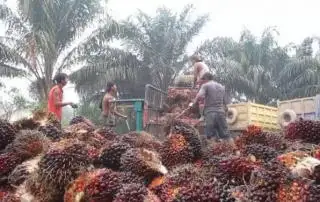 Sepekan Terakhir Keuntungan Petani Sawit Naik dari Pekan Sebelumnya, Begini Hitungannya