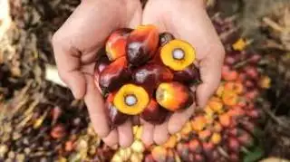 Angka Keramat Ini Sulit Ditembus pada Tender Harga Palm Kernel Astra Periode 13 Februari 2024