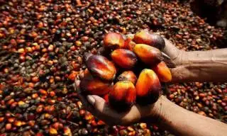 Sejumlah PKS di Riau Keluhkan Petani Mitra Selingkuh dengan Pabrik Brondolan