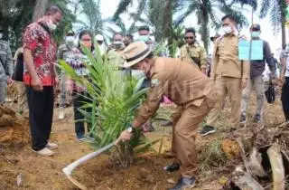 Realisasi PSR di Sanggau Hanya 25 Persen, Petani Sawit Ketar Ketir Karena Masalah ini