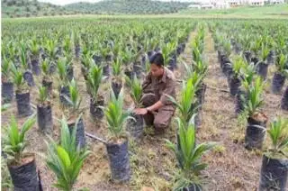 Kaltim Dorong Penggunaan Benih Unggul Sebagai Kunci Sukses Pembangunan Perkebunan