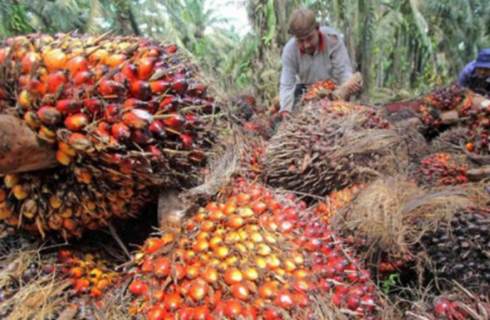 Makin Mantap, Harga TBS di PKS PT Musim Mas Tembus 2.425/Kg