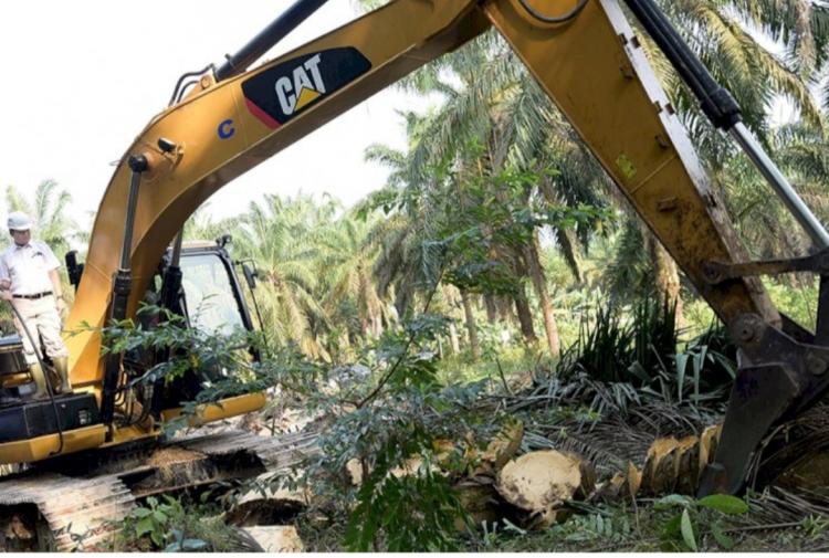 Dana PSR Naik 2 Kali Lipat, Bukti Pemerintah Peduli Pekebun Sawit