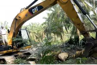 Dana PSR Naik 2 Kali Lipat, Bukti Pemerintah Peduli Pekebun Sawit