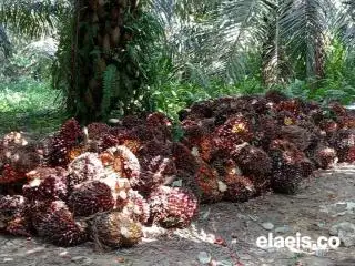 Harga Plasma Pemuncak di Indonesia, Begini Kondisi Harga Sawit Swadaya di Sumut