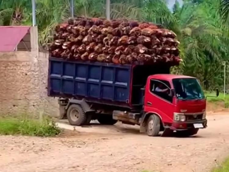 Truk Angkutan Sawit Tidak Boleh Bawa Muatan Lebih Dari 8 Ton