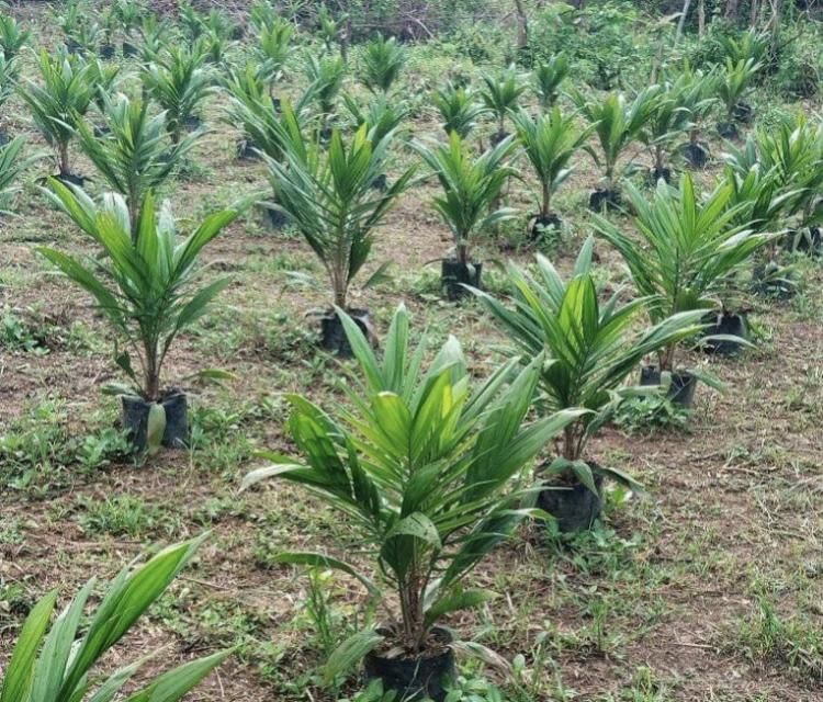 Pemilihan Bibit Kunci Keberhasilan Berkebun Kelapa Sawit