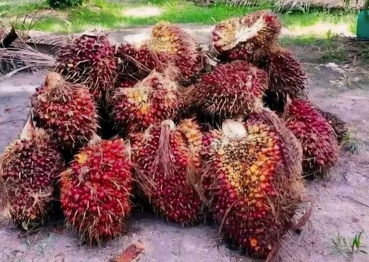 Harga TBS Kelapa Sawit di Mukomuko Turun, Berbeda dengan Sumbar dan Sumut