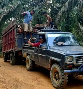 Harga CPO Ngegas Naik, Eh di Aceh Harga TBS Petani Malah 'Ngerem Mendadak'