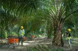 Diingatkan Lagi, Tahun Depan Semua Usaha Perkebunan Wajib ISPO