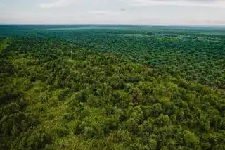 Diupayakan Restorasi 6 Juta Hektar Lahan Gambut, Lebih 50 Persen di Antaranya di Riau dan Kalteng