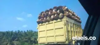 Harga Sawit di Sumatera Selatan Naik Lagi, Kini Rp2.881,87/Kg