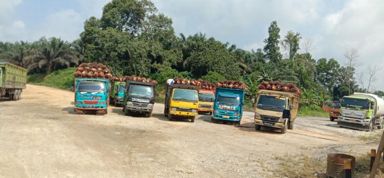 Makin Dalam, Harga TBS di Riau Anjlok Lagi Hari ini