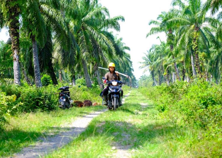 Ini Daftar 24 Kelembagaan Pekebun Sawit di Riau yang Sudah Kantongi ISPO