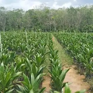 Pemkab Mukomuko Siapkan Lahan 10 Hektar untuk Pembibitan Kelapa Sawit