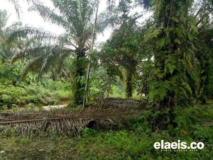 PSR di Landak Sudah Berjalan Cukup Optimal