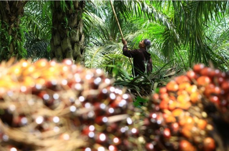 Sumbar Kembali ke Posisi Puncak Harga TBS Sawit se-Indonesia