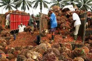 Kebalikan dari Plasma, Harga TBS Sawit Mitra Swadaya di Riau Justru Naik
