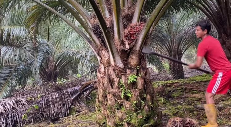 Petani Menderita Akibat Penurunan Produksi dan Harga Sawit