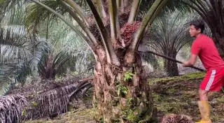 Petani Menderita Akibat Penurunan Produksi dan Harga Sawit