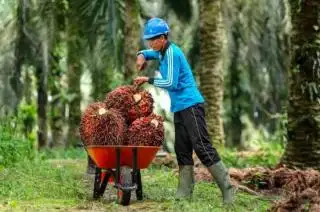 Cegah Permainan Harga TBS Kelapa Sawit, Petani Bengkulu Diminta Bermitra dengan PKS